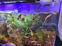 YEE超白魚(yú)缸桌面客廳生態(tài)斗金魚(yú)烏龜缸造景小型水草養魚(yú)玻璃裸缸40cm 曬單實(shí)拍圖