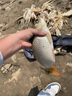 漁之源釣魚傘2025新款加厚黑膠防轉(zhuǎn)機械臂拐杖大釣傘戶外垂釣遮陽防暴雨 2.6米 【黑膠防曬   7檔機械臂拐杖】挪威藍 曬單實拍圖