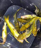 魔荒釣黃辣丁專用餌料野釣黑坑爆護(hù)黃顙魚黃昂刺魚的神器釣魚小藥窩料 1袋裝【一用就爆護(hù)】 曬單實(shí)拍圖