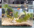 招財觀賞魚蝶翼長尾斑馬魚活體小魚耐活熱帶魚好養(yǎng)冷水魚淡水活魚 蝶翼斑馬魚3-4cm7條(7色) 曬單實拍圖