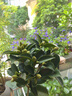 四季茶花紅山茶茶花盆栽庭院陽臺(tái)綠化園林景觀綠植帶花苞 夏日七星（50-60厘米，帶盆帶花苞發(fā)貨） 夏日七心 曬單實(shí)拍圖
