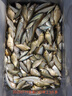 小鳳仙進(jìn)口綁好子線雙鉤釣白條小魚手工精綁魚具防纏繞成品全套 白條金袖有刺0.8鉤0.4線-10付 曬單實拍圖