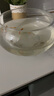 茨格曼玻璃魚缸圓形辦公桌魚缸一體缸迷你小魚缸烏龜玻璃鋼小型金魚缸* 中號玻璃缸【肚徑20*高10*口徑16cm】 曬單實(shí)拍圖