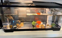 寵小島魚(yú)缸烏龜飼養缸魚(yú)龜混養生態(tài)一體缸帶曬臺過(guò)濾制氧生態(tài)造景養龜箱 京倉發(fā)貨 · 中號黑色【奢華過(guò)濾套餐】 曬單實(shí)拍圖