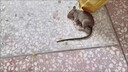 天鵬老鼠藥三步到一聞就死一窩端神器正宗特效家用室內(nèi)外超強(qiáng)力滅耗子 老鼠藥三步到一聞就死一窩端1袋 曬單實(shí)拍圖