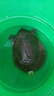 千島湖生態(tài)甲魚足年足齡生長中華鱉活體 大老鱉活體王八清水鱉 鮮活 5齡900g鮮活公鱉 生態(tài)甲魚-鮮活到家 曬單實(shí)拍圖