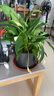 白掌盆栽植物室內(nèi)花卉水培一帆風(fēng)順大盆水養(yǎng)綠植 特級白掌【圓柱玻璃瓶+陶?！?含盆 曬單實拍圖