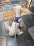 BeauGo狗狗胸背帶狗衣服小型犬牽引繩大型犬狗繩狗背帶狗狗牽引繩 莫蘭紫 XS碼  胸圍34-44cm體重3-7KG 曬單實(shí)拍圖