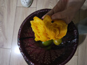 正宗廣西芒果百色芒新鮮水果產(chǎn)地直發(fā)包郵 凱特芒 凈重8斤 單果300g+ 曬單實(shí)拍圖