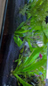 BESSN貝森25年新款側濾金晶五線(xiàn)超白玻璃魚(yú)缸血脈覺(jué)醒80*30*30cm基礎款 曬單實(shí)拍圖