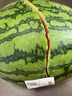 吊秧小西瓜 約1.5kg 曬單實(shí)拍圖