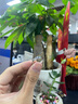MZMZ鉑金情侶戒指PT950白金結(jié)婚求婚對戒素圈七夕情人節(jié)禮物送女友 輕奢款平面【刻字閉口定制】拍此 曬單實拍圖