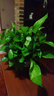 小冤家綠蘿盆栽室內(nèi)花卉綠植綠籮水養(yǎng)花卉盆景桌面辦公客廳水培大葉綠色 精品180#綠蘿1盆裝【買(mǎi)2盆送1盆】 曬單實(shí)拍圖