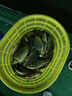 神聚釣魚小藥魚餌餌料添加劑春夏秋冬季 野釣黑坑小藥鯽魚鯉魚草魚 大麥紅薯膏30ml 曬單實(shí)拍圖