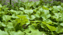 四季大葉香菜種子芫荽種子庭院大田陽臺盆栽易種植蔬菜種子大全 大葉香菜種子【5包 約3千粒】 曬單實拍圖