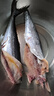 京喜加青島海捕鲅魚整條大鲅魚馬鮫魚6/8兩新鮮冷凍海鮮水產 4kg 無冰鲅魚6/8兩【大規(guī)格】 曬單實拍圖