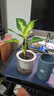 瑪麗安萬(wàn)年青盆栽特級(jí)大盆銀皇后綠植花卉室內(nèi)客廳四季常青好養(yǎng)活 萬(wàn)年青+【1棵】 曬單實(shí)拍圖