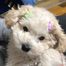 橙央約克夏碎毛BB夾寵物飾品狗狗用品發(fā)夾頭花泰迪西施犬比熊 【10枚】2CM桃心10色 曬單實(shí)拍圖