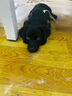 嘉瑰純種拉布拉多犬狗狗活體寵物狗幼崽幼犬導盲犬警犬尋回犬大型犬 寵物級 黑色 母 曬單實(shí)拍圖