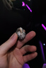 藍海精靈天然海螺 超大豆丁寄居蟹專(zhuān)用替換備用殼 魚(yú)缸造景三湖虎魚(yú)躲避 套餐B：250g海螺約80只口徑0.5-2.5cm 曬單實(shí)拍圖