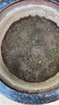 壽禾 除蟲(chóng)菊種子苗混色多年生庭院花卉種籽 除蟲(chóng)菊種子12g約4800粒 曬單實(shí)拍圖
