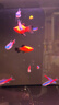 米家（MIJIA）智能生態(tài)魚缸還原自然生態(tài) 智能魚缸+濾芯套裝 曬單實(shí)拍圖
