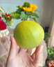 【順豐快遞】正宗馬連莊甜瓜山東甜瓜甜寶甜瓜脆甜孕婦新鮮水果 5斤 順豐快遞+精選品質(zhì)+禮盒裝 曬單實(shí)拍圖
