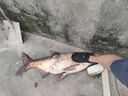 船牌進(jìn)口絲魚(yú)網(wǎng)粘網(wǎng)三層沉網(wǎng)大魚(yú)漁網(wǎng)加重繩包墜絲網(wǎng)流水網(wǎng)流水網(wǎng) 10米高100米長(cháng) 7指0.19船牌柔絲三層沉網(wǎng) 曬單實(shí)拍圖