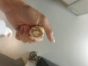 荷蘭進(jìn)口重瓣郁金香種球耐寒室內外庭院球根花卉水培盆栽植物種子 碎冰藍【新品】 一顆當年開(kāi)花 曬單實(shí)拍圖
