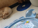 智宙防舔伊麗莎白圈狗狗加深大型犬大狗防咬項圈大號軟圈柔軟夏季脖套 （藍(lán)色） L-內(nèi)圈可調(diào)節(jié)23-46cm 曬單實(shí)拍圖