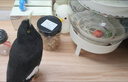 花卷寶寶鳥(niǎo)糧八哥飼料鳥(niǎo)飼料營(yíng)養鷯哥鳥(niǎo)食海八黑八專(zhuān)用八哥糧鳥(niǎo)料八哥飼料 1斤 曬單實(shí)拍圖