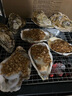 百味殿【活鮮】生蠔 乳山牡蠣 新鮮海蠣子生鮮貝類 【肉質(zhì)飽滿】3XL 凈重4斤(11-13只) 曬單實(shí)拍圖