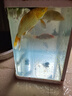 錦鯉魚活體觀賞魚活魚小型易養(yǎng)冷水淡水魚小魚苗錦鯉金魚好看錦鯉 10-12cm 六色錦鯉套餐6條 曬單實(shí)拍圖