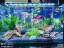 西游水族魚(yú)缸造景全套熱彎玻璃缸客廳小型桌面免換水生態(tài)草缸迷你金魚(yú)缸 長(cháng)50*寬26*高30-峽谷款造景全套 曬單實(shí)拍圖