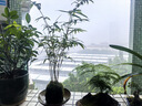 苔玉紅觀音竹苔蘚球紅桿觀音竹水培竹子室內(nèi)水養(yǎng)綠植四季常青盆景 苔玉紅觀音1球 曬單實(shí)拍圖