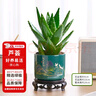 花翁盆栽室內(nèi)花卉綠植仙人掌植物 大號(hào)蘆薈（旭日東升瓷盆）源頭直發(fā) 曬單實(shí)拍圖
