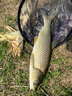 漁之源魚竿超輕超硬碳素釣魚竿手竿臺釣竿鯉魚桿鯽魚竿漁具小蜻蜓6.3m 曬單實(shí)拍圖