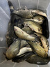 云上飄漁具日本進(jìn)口釣魚線主線路亞線專用 半浮水磯釣線尼龍線拋竿線 300M 3.0# 曬單實(shí)拍圖