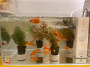 瘋狂水草魚(yú)缸造景水草水培綠植養魚(yú)水草綠菊種植環(huán)魚(yú)缸套餐d 源頭直發(fā)包郵 曬單實(shí)拍圖