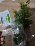 鐵線(xiàn)蕨類(lèi)植物小葉鐵耐陰盆栽室內客廳辦公室桌面綠植花卉懶人好養 A級鐵線(xiàn)蕨（原土盆）送肥料 曬單實(shí)拍圖
