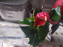 紅掌盆栽白粉掌一帆風(fēng)順帶花特大號花卉室內客廳面水培植物好養 約30cm紅掌-U型玻璃 帶盆栽好 曬單實(shí)拍圖