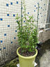 九千谷植物攀爬支架包鋼管花盆爬藤花架薔薇葡萄固定架子90CM 2套裝4948 曬單實(shí)拍圖