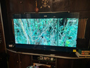 海爾【小紅花電視-綻放版】55H5C 55英寸144Hz高刷全面屏3+32G超薄游戲4K平板電視一級換新國家補貼20% 曬單實拍圖