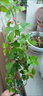 1米6大苗薔薇花苗藤本月季花爬藤植物四季開花盆栽玫瑰陽臺(tái)種植 粉色龍沙寶石【四季開花 大花 濃香】不含盆 精品大苗1.6米 曬單實(shí)拍圖