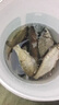 京悠雨蚯蚓顆粒釣魚(yú)魚(yú)餌垂釣主攻鯽鯉草鳊野釣專(zhuān)用餌料掛鉤即用 1瓶鮮丹【釣不盡興】多買(mǎi)多送 曬單實(shí)拍圖