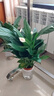 水培白掌一帆風順盆栽帶花室內(nèi)客廳植物四季常青好養(yǎng)活新家綠植 A級白掌+早安吸水盆 2盆裝 曬單實拍圖