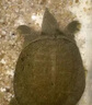 甲魚飼料老鱉通用開口食物大小幼甲魚寵物成年水烏龜膨化專用糧食 一小桶【1.5mm顆粒】 680ml 曬單實拍圖
