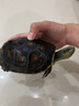 海豚金裝龜糧鱷龜糧大顆粒草龜烏龜飼料大鱷專用糧食小龜糧幼龜開口料 2kg金裝龜糧 4#加大粒 曬單實(shí)拍圖