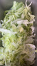 千牛優(yōu)福球生菜10斤-18斤 漢堡圓生菜西生菜輕食煎餅西餐食材新鮮沙拉蔬菜 18斤裝 曬單實(shí)拍圖