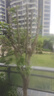 黛陌高桿海棠樹(shù)苗海棠苗海棠小苗庭院綠化苗木 西府海棠 5cm粗樹(shù)形優(yōu)美 曬單實(shí)拍圖